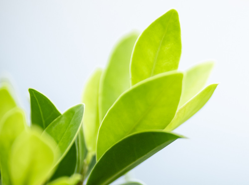 spotlight-sustainability